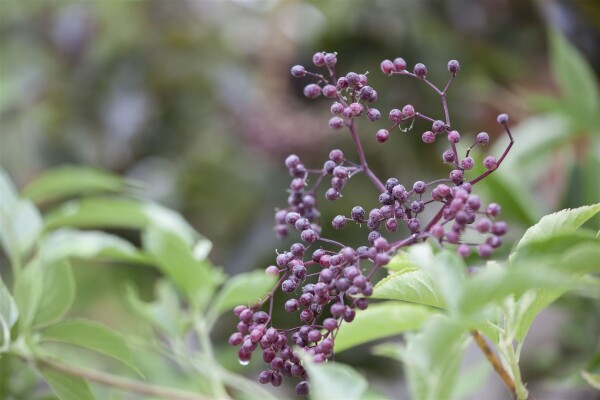 Sambucus nigra 100- 150 cm