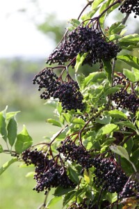 Sambucus nigra 100- 150 cm