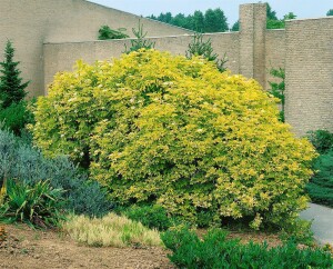 Sambucus nigra 100- 150 cm