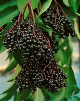 Sambucus nigra 100- 150 cm