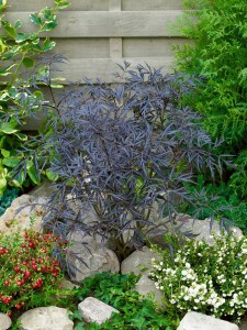 Sambucus nigra Black Lace  C10 Krone mehrj. Sth. 100-