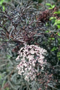 Sambucus nigra Black Lace  C10 Krone mehrj. Sth. 100-