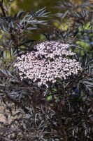 Sambucus nigra Black Lace  C10 Krone mehrj. Sth. 100-