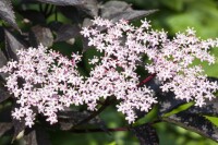 Sambucus nigra Black Lace  C10 Krone mehrj. Sth. 100-