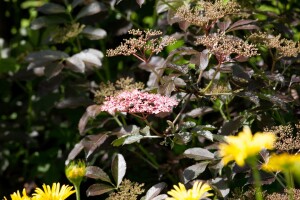 Sambucus nigra Black Tower 3xv mDb 125- 150 cm kräftig