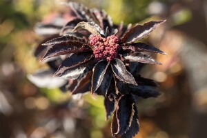 Sambucus nigra Black Tower 3xv mDb 125- 150 cm kräftig