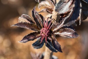 Sambucus nigra Black Tower 3xv mDb 125- 150 cm kräftig