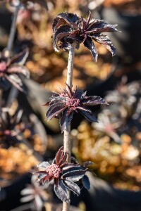 Sambucus nigra Black Tower 3xv mDb 125- 150 cm kräftig