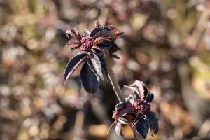 Sambucus nigra Black Tower 3xv mDb 125- 150 cm kräftig