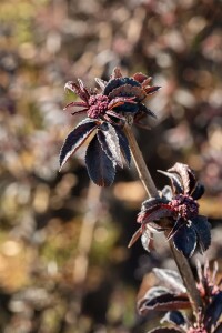 Sambucus nigra Black Tower 3xv mDb 125- 150 cm kräftig