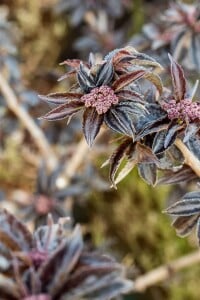 Sambucus nigra Black Tower 3xv mDb 125- 150 cm kräftig