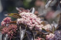 Sambucus nigra Black Tower 3xv mDb 125- 150 cm kräftig