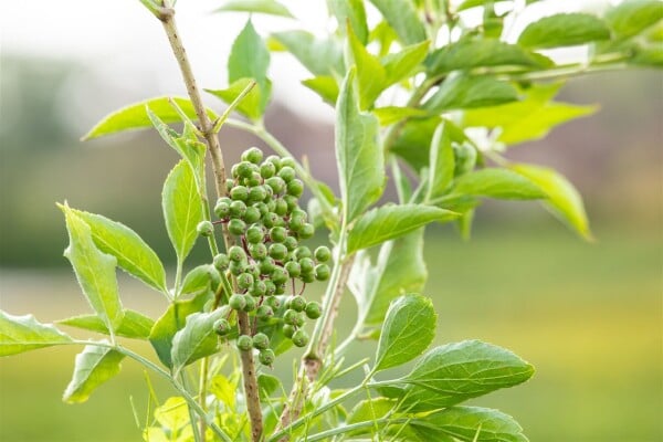 Sambucus nigra Obelisk 60- 100 cm-80