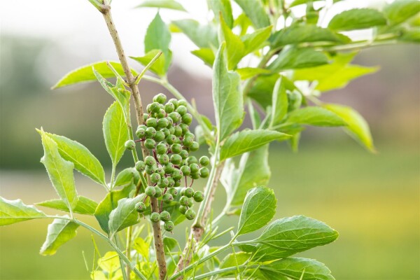 Sambucus nigra OBELISK - neu 9 cm Topf - Höhe variiert