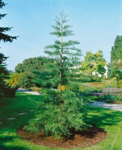 Sequoiadendron giganteum 80- 100 cm