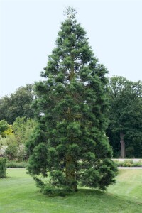 Sequoiadendron giganteum 80- 100 cm