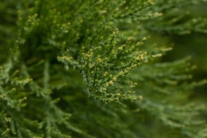 Sequoiadendron giganteum 80- 100 cm