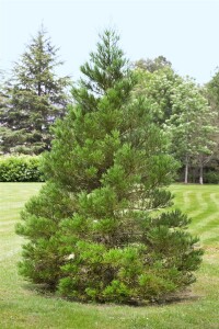 Sequoiadendron giganteum 80- 100 cm