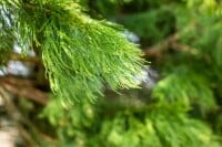 Sequoiadendron giganteum 80- 100 cm