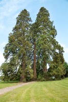 Sequoiadendron giganteum 80- 100 cm