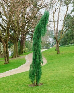 Sequoiadendron giganteum 3xv mB 80- 100 cm kräftig