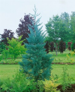 Sequoiadendron giganteum 3xv mB 80- 100 cm kräftig