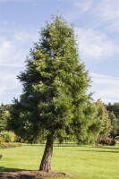 Sequoiadendron giganteum 3xv mB 80- 100 cm kräftig