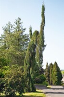 Sequoiadendron giganteum 3xv mB 80- 100 cm kräftig