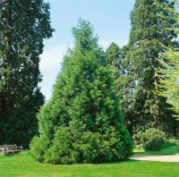 Sequoiadendron giganteum 3xv mB 80- 100 cm kräftig