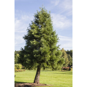 Sequoiadendron giganteum kräftig 4xv mDb 100- 125 cm...