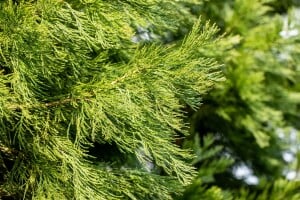 Sequoiadendron giganteum kräftig 4xv mDb 125- 150 cm