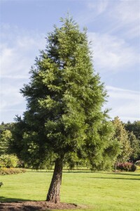 Sequoiadendron giganteum kräftig 4xv mDb 175- 200 cm kräftig