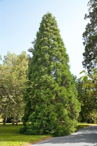 Sequoiadendron giganteum kräftig 4xv mDb 175- 200 cm kräftig