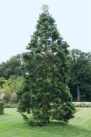 Sequoiadendron giganteum kräftig 4xv mDb 175- 200 cm kräftig