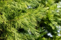 Sequoiadendron giganteum kräftig 4xv mDb 175- 200 cm kräftig