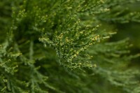 Sequoiadendron giganteum kräftig 4xv mDb 175- 200 cm kräftig