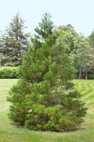 Sequoiadendron giganteum kräftig 4xv mDb 175- 200 cm kräftig