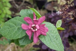 Sinocalycanthus raunstonii Hartlage Wine C20 80-100