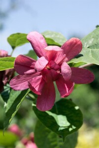 Sinocalycanthus raunstonii Hartlage Wine C20 80-100