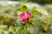 Sinocalycanthus raunstonii Hartlage Wine C20 80-100