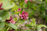 Sinocalycanthus raunstonii Hartlage Wine C20 80-100