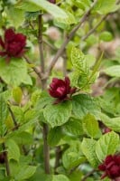 Sinocalycanthus raunstonii Hartlage Wine C20 80-100