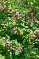 Sinocalycanthus raunstonii Hartlage Wine C20 80-100