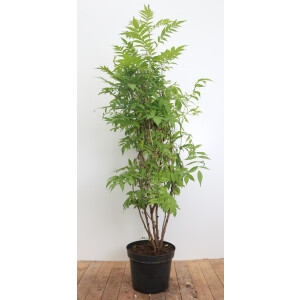 Sorbaria sorbifolia 125- 150 cm
