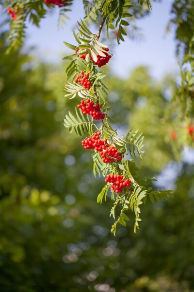 Sorbus aucuparia C3 60-100