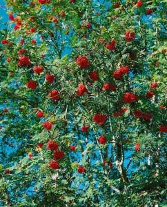 Sorbus aucuparia C3 60-100