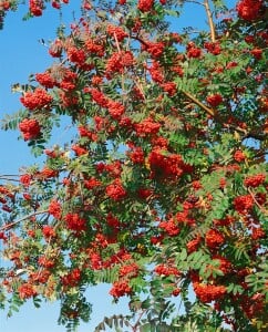 Sorbus aucuparia C3 60-100