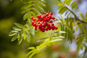 Sorbus aucuparia C3 60-100