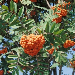 Sorbus aucuparia C3 60-100