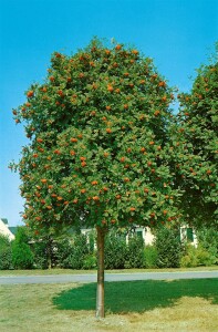 Sorbus aucuparia C3 60-100